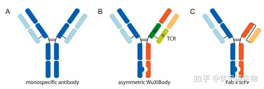 抗体亲和层析中盐浓度对抗体保留的影响