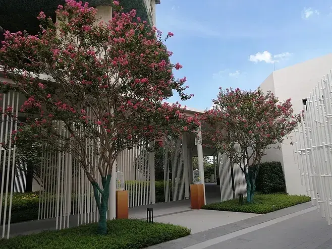 园林植物的应用小知识点