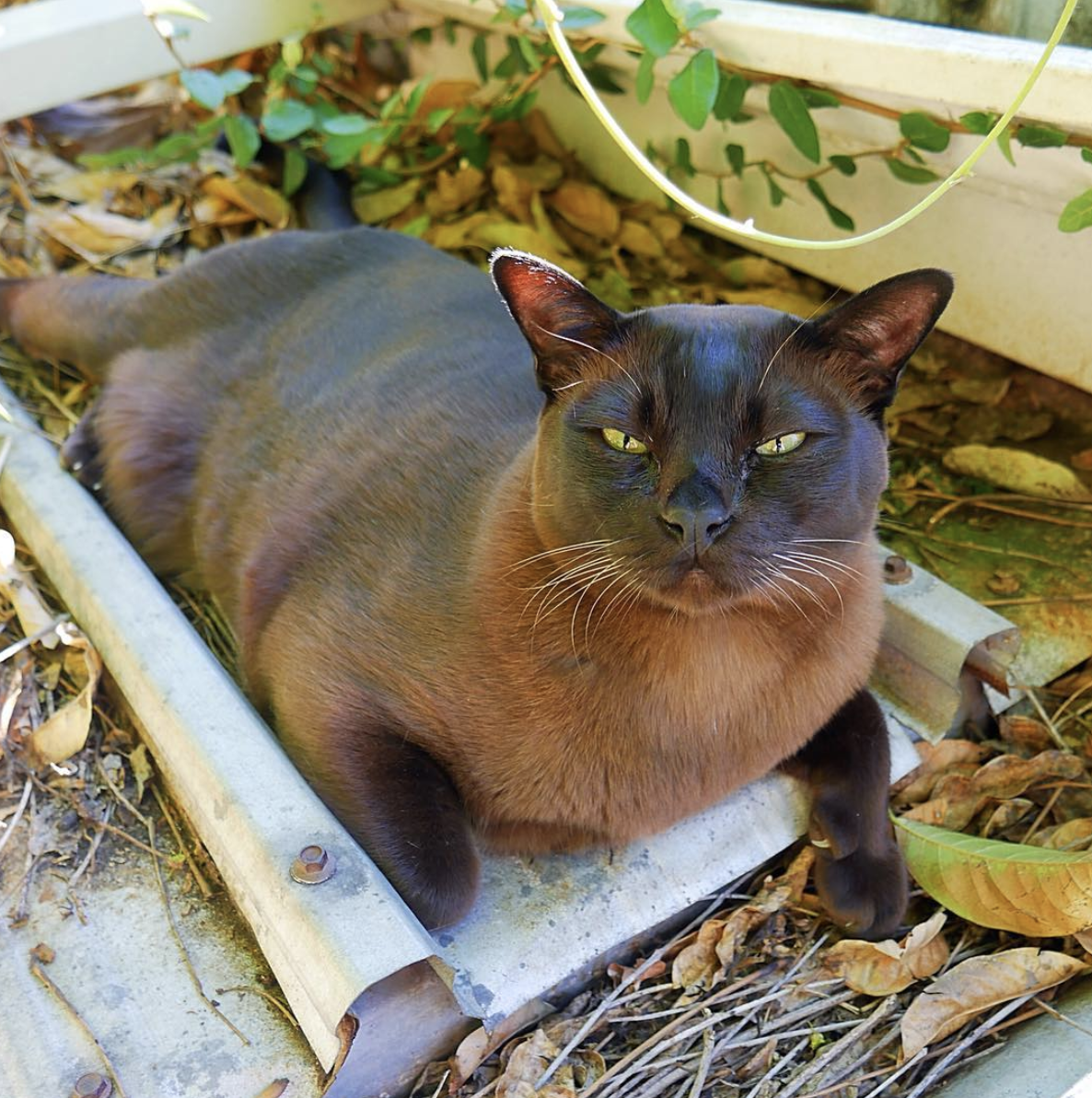 吸猫大会缅甸猫simba