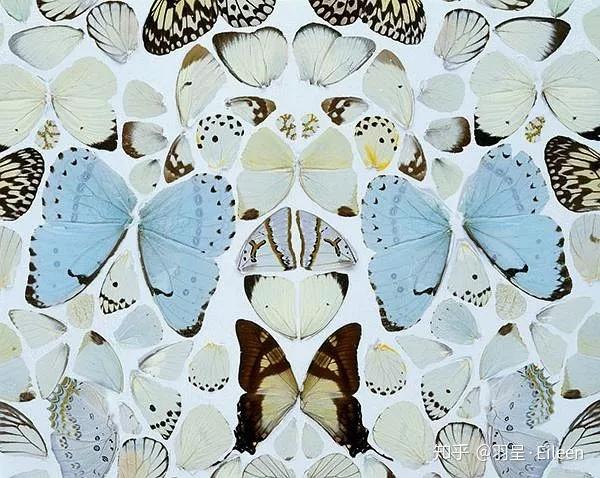 达米恩赫斯特蝴蝶图片
