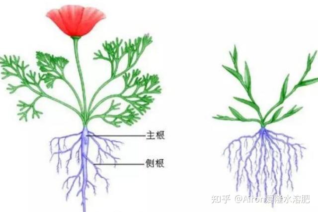 植物侧根的形成 - 知乎