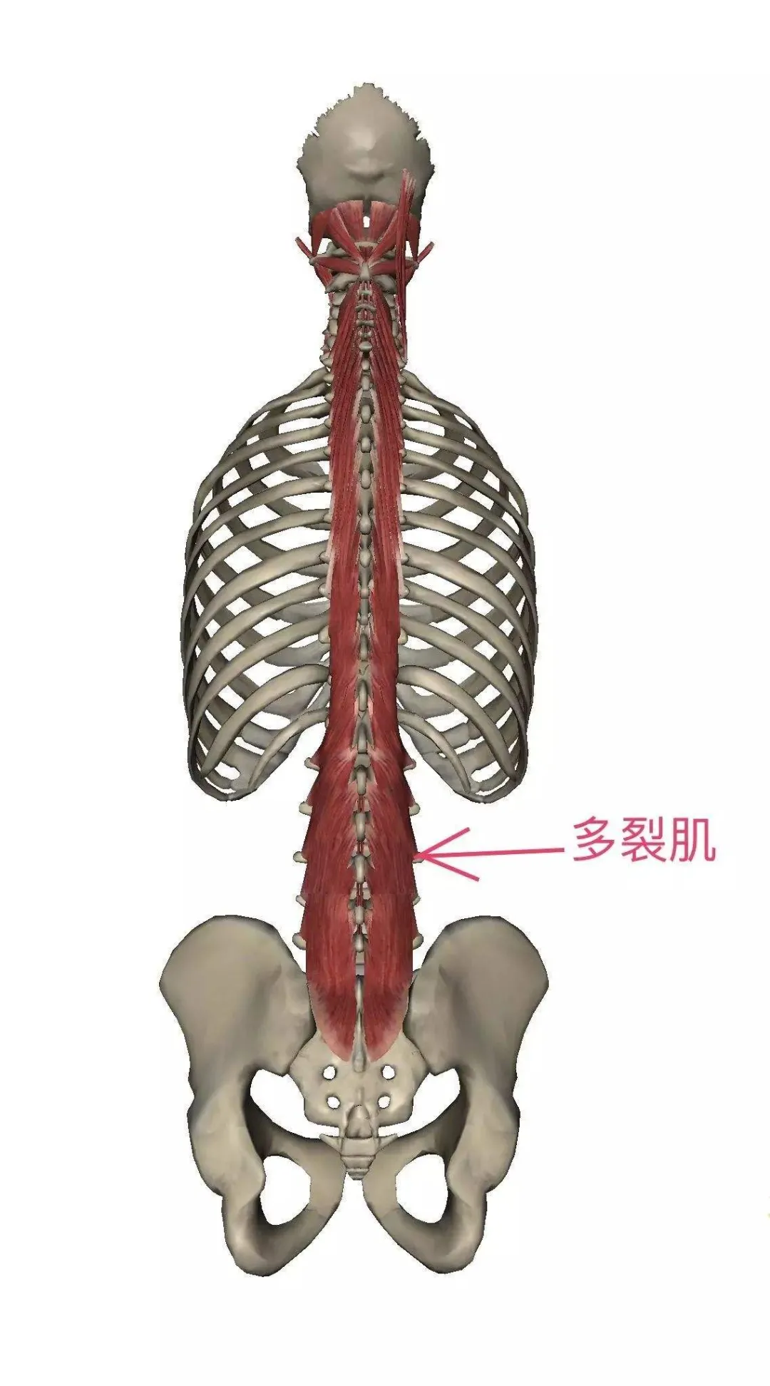 多裂肌是位于骶骨到第二颈椎之间的肌.