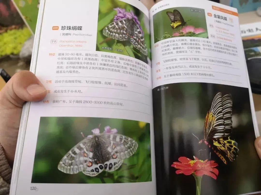 珍珠绢蝶图片