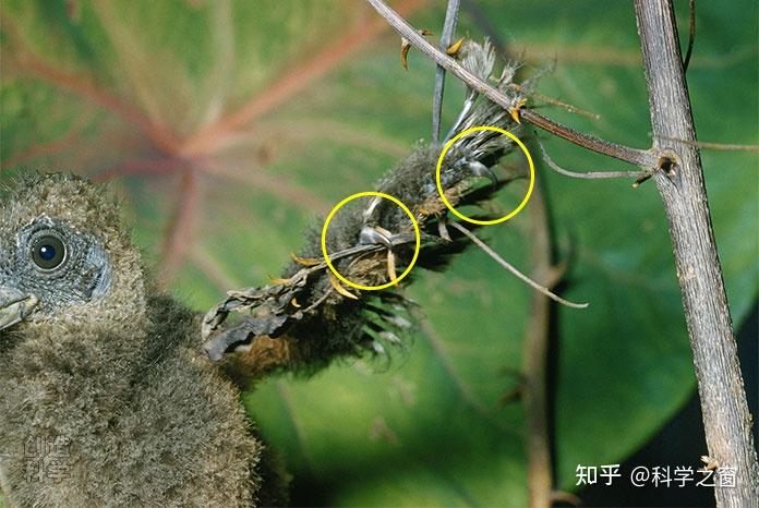 麝雉鸟(请留意其爪子)因为始祖鸟与现存鸟类之间存在细微的差别,进化