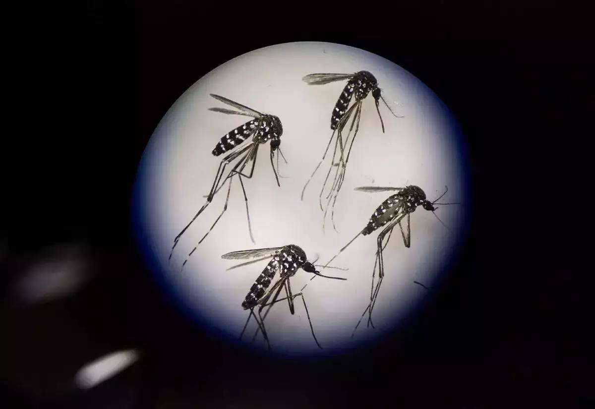 转基因蚊子：以蚊治蚊，通过交配消灭你|转基因|蚊子|交配_新浪新闻