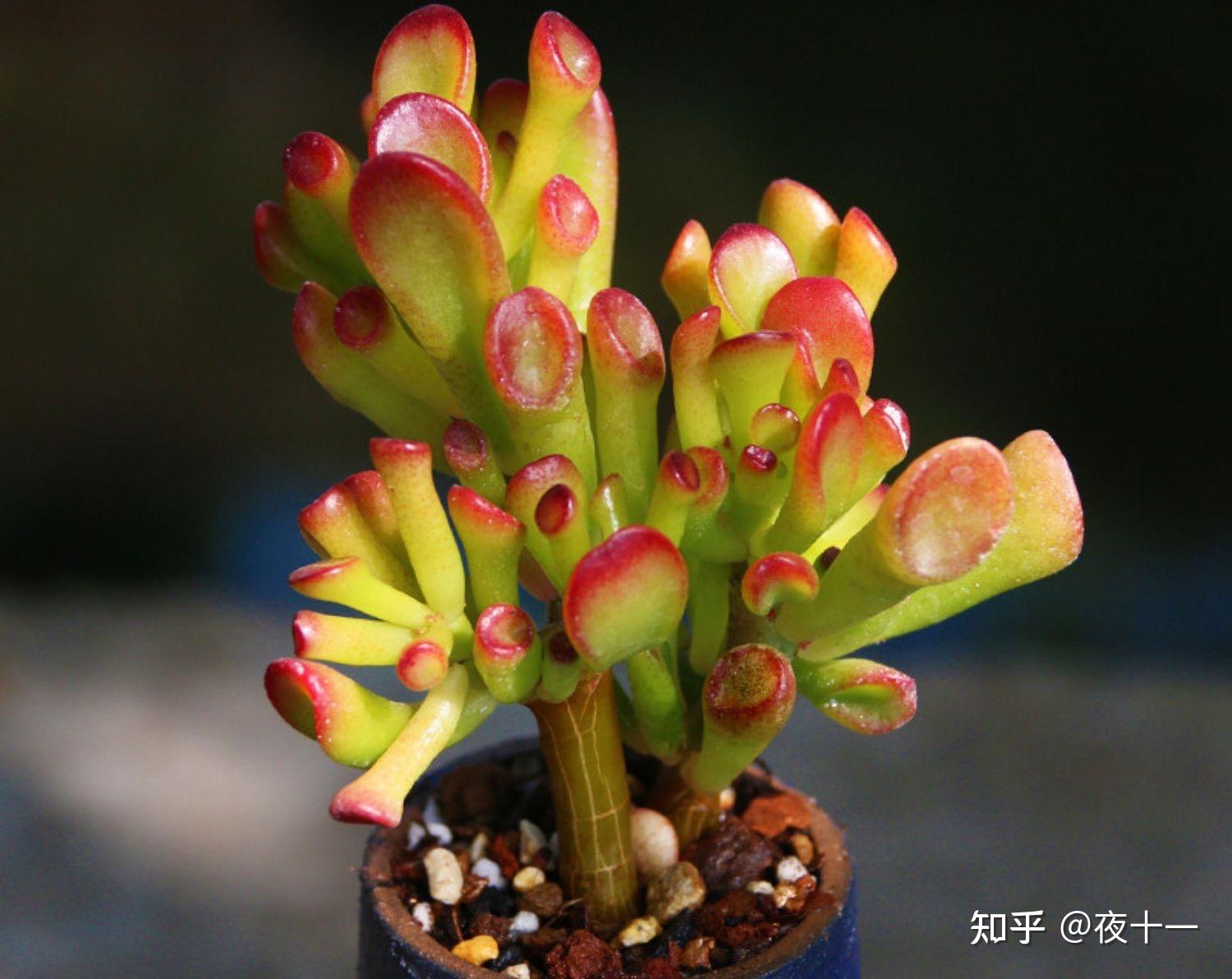 多肉补全计划筒叶花月