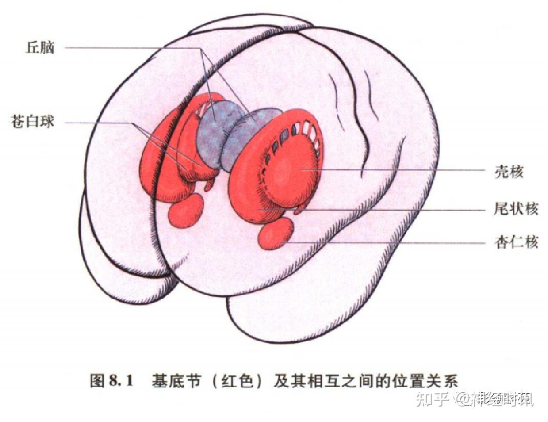 橄榄体解剖图片