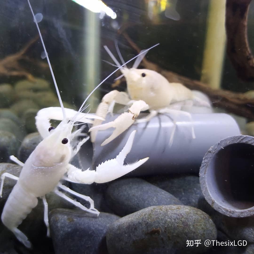比较常见的淡水观赏类螯虾 - 知乎