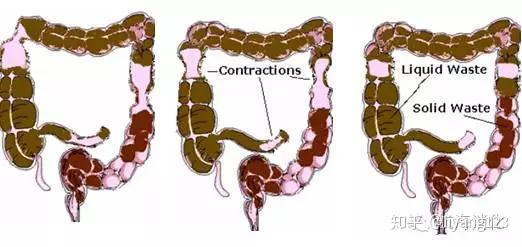 良好的排便 - 知乎