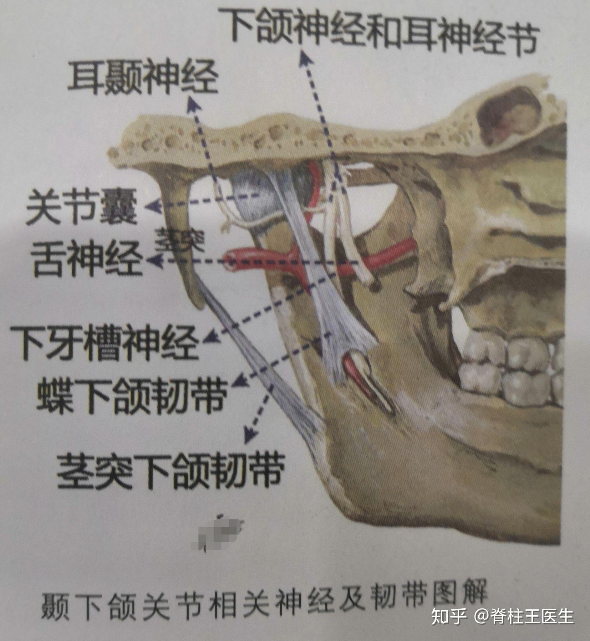 下颌骨神经线图片