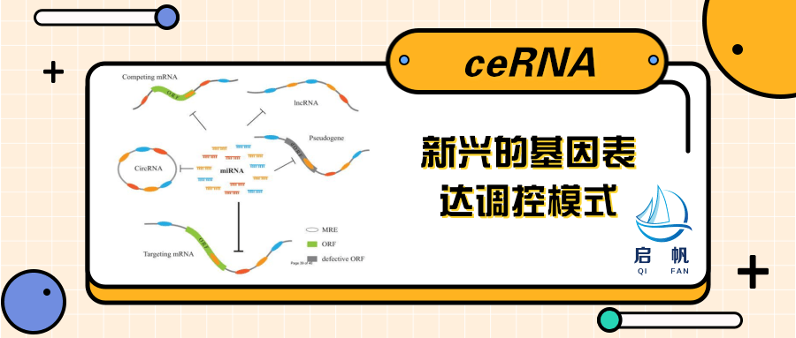 导师沉默，主任流泪，一文带你了解ceRNA，与肿瘤爱恨纠葛的那些事 - 知乎