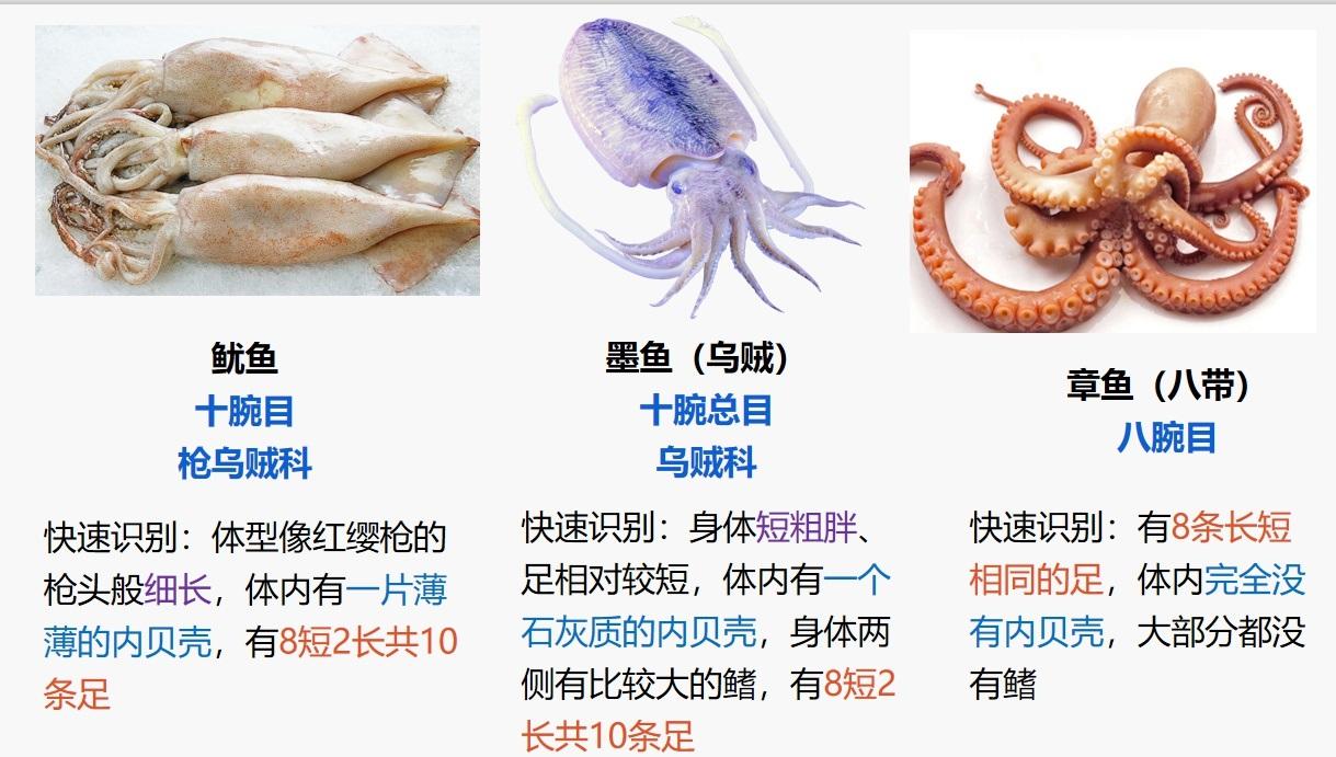 鱿鱼,章鱼,乌贼是同一种鱼吗?