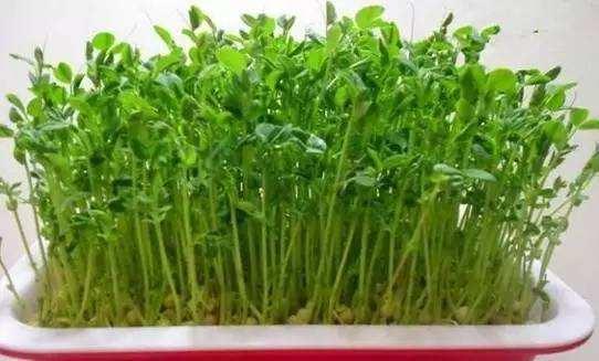 苜蓿芽苗菜的四大功效与作用 知乎