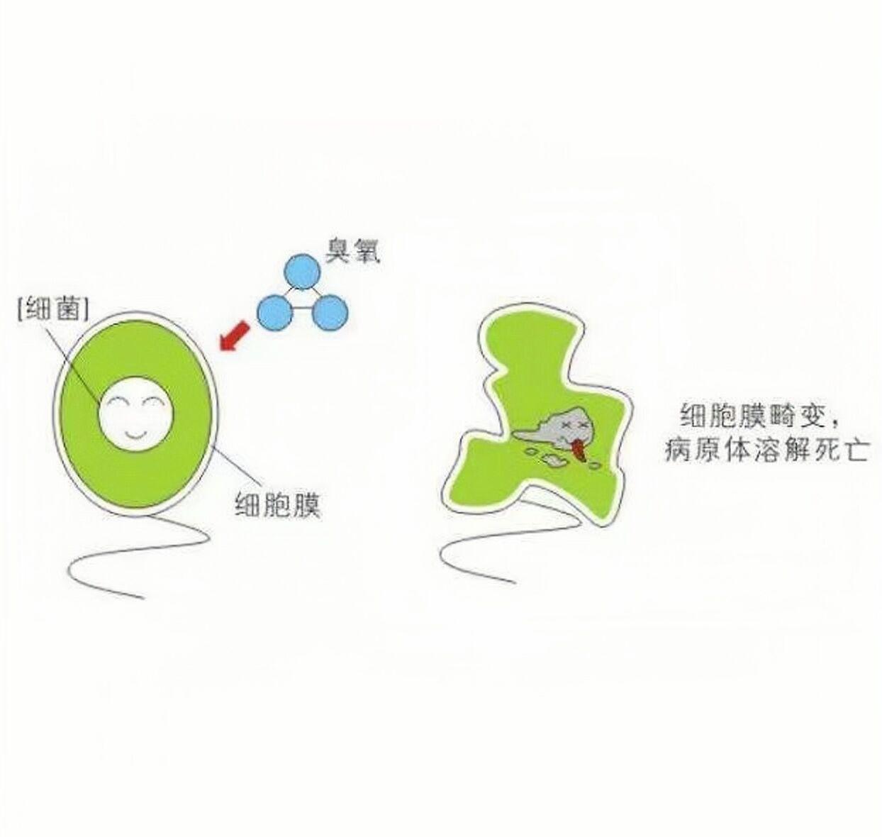 洗衣过程中释放的银离子则会吸附细菌的蛋白酶,使得细菌的蛋白酶瞬间