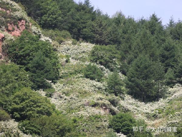 太行深山稀有蜜种六道木降龙木蜜