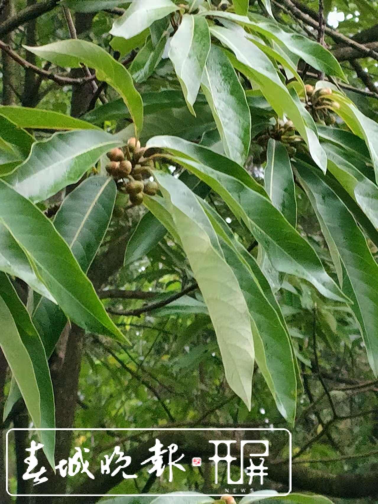 填补空白!昭通发现野生黑壳楠