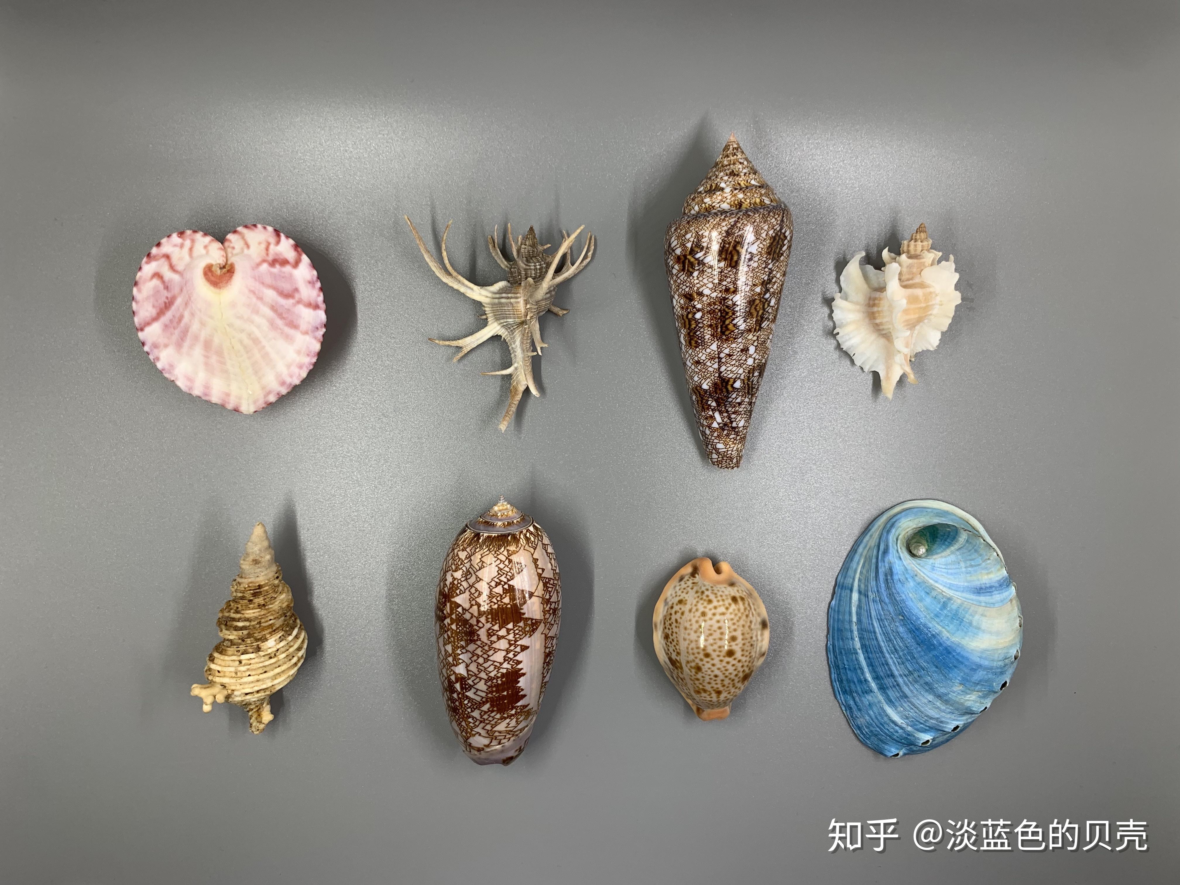 作为贝壳收藏爱好者是种怎样的体验？ - 知乎