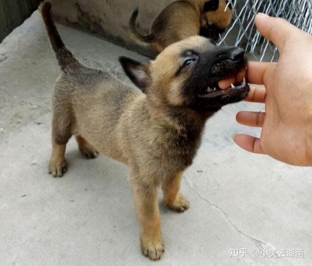 如何挑到合适的马犬6个小技巧教给你