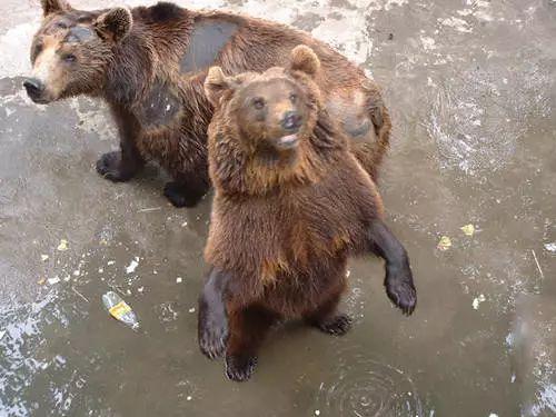 开水浇狗,硫酸泼熊——如何唤起孩子们的爱心?