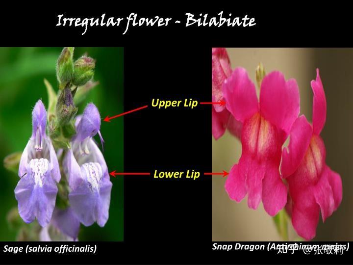 唇形花冠名词解释图片