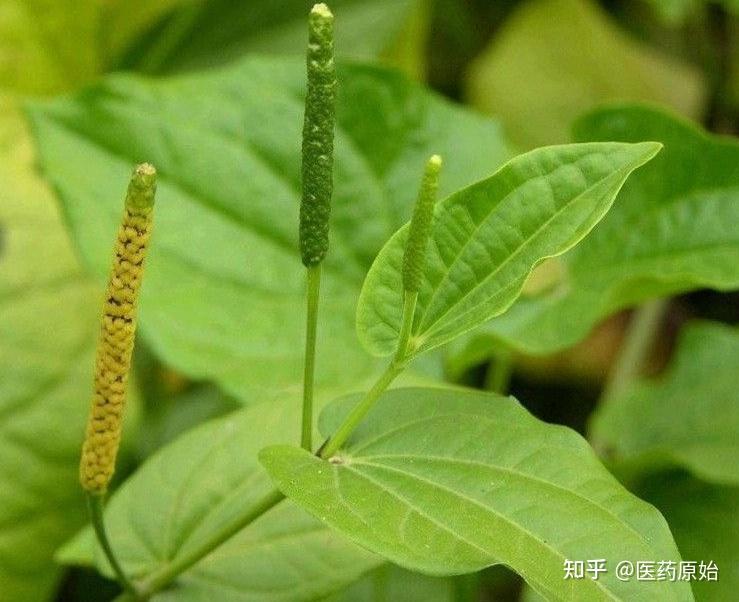 带你识别荜茇