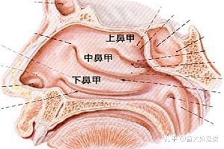 首大陳潛有哪些原因會導致鼻甲肥大如何自我判斷