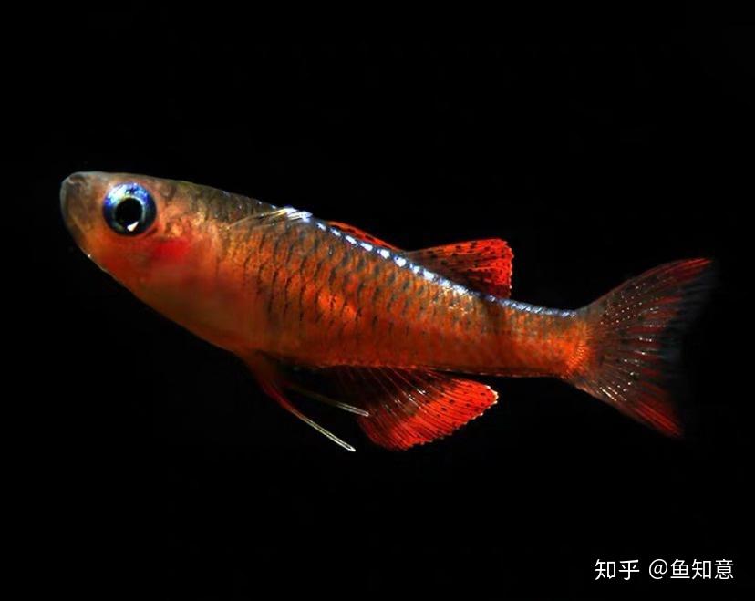 小型观赏鱼橘色燕子