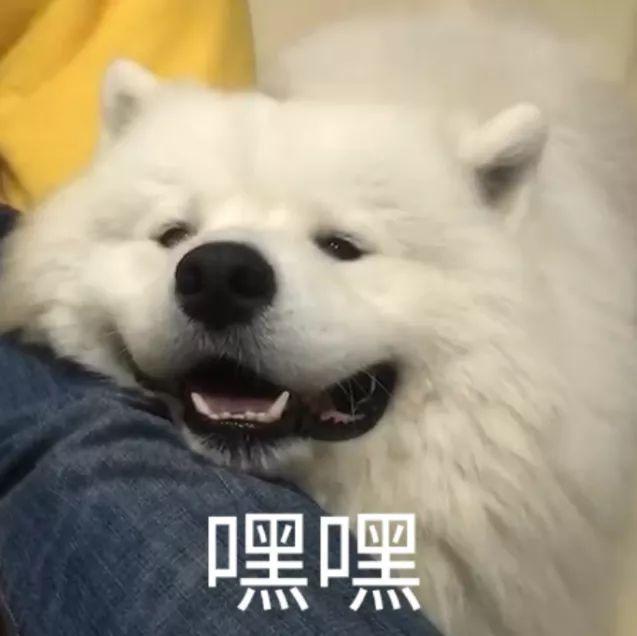 再分享一些狗狗表情包(›´ω`‹ ) - 知乎