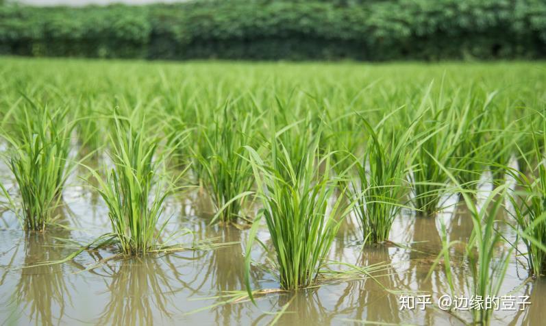 水稻长翅稻蝗有哪些危害该如何应对从源头把控虫子飞不起来