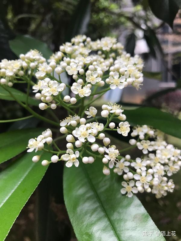 武汉的石楠花又开啦 知乎