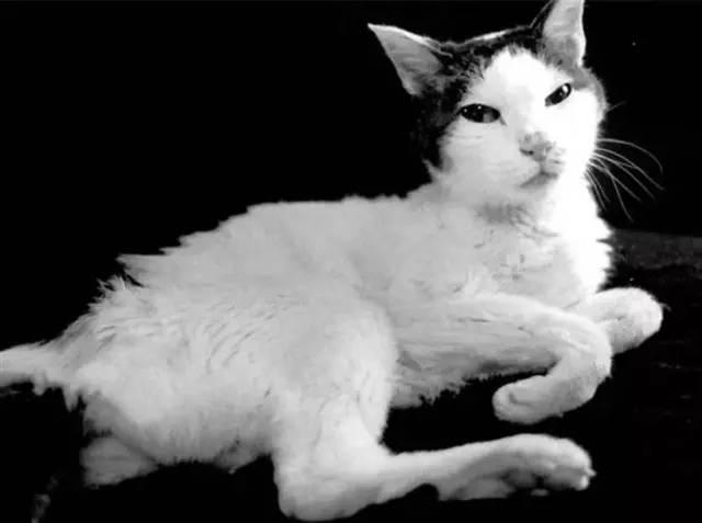 photography | 陪伴荒木经惟22年的猫