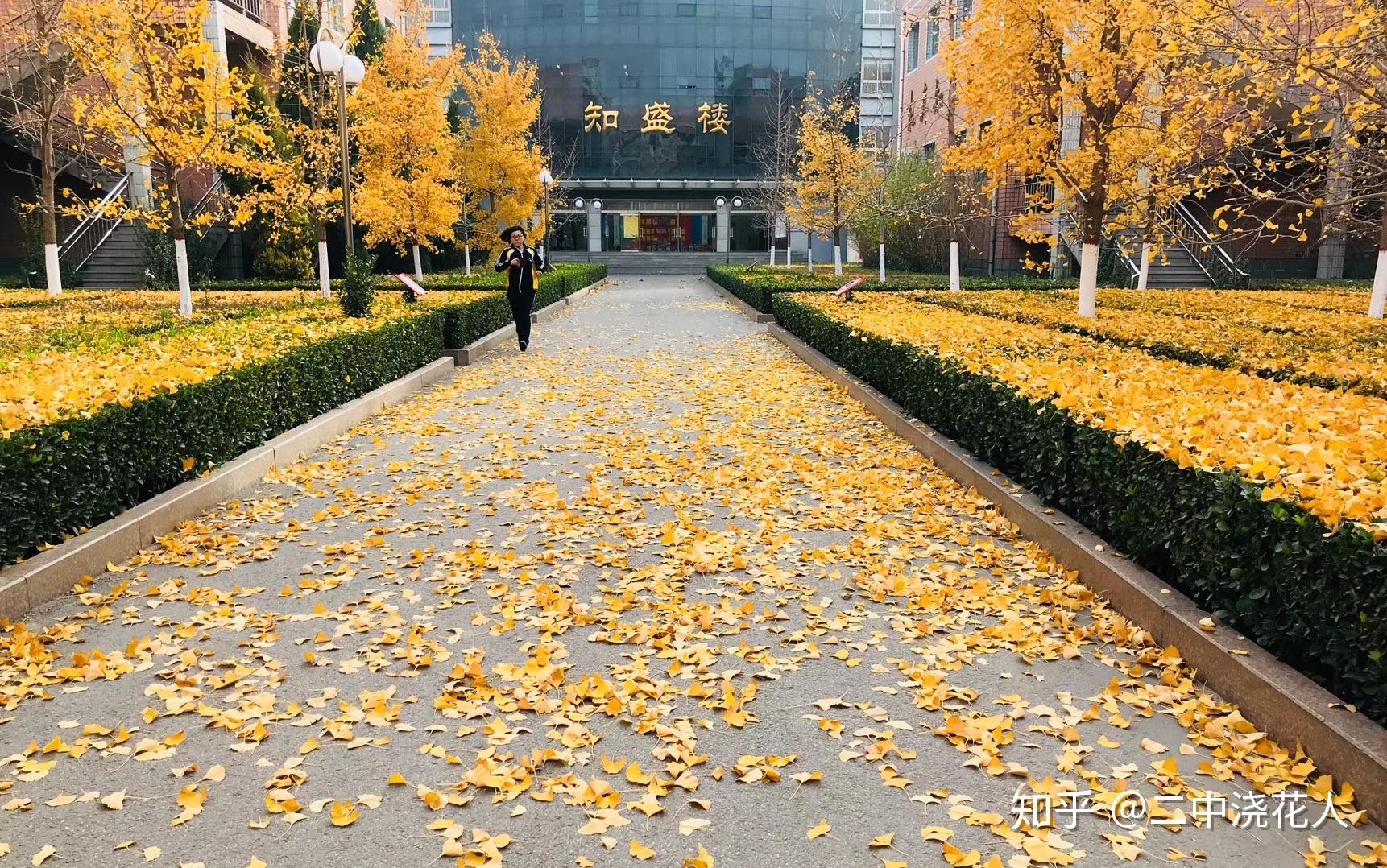 衡水二中校園十景之銀杏林