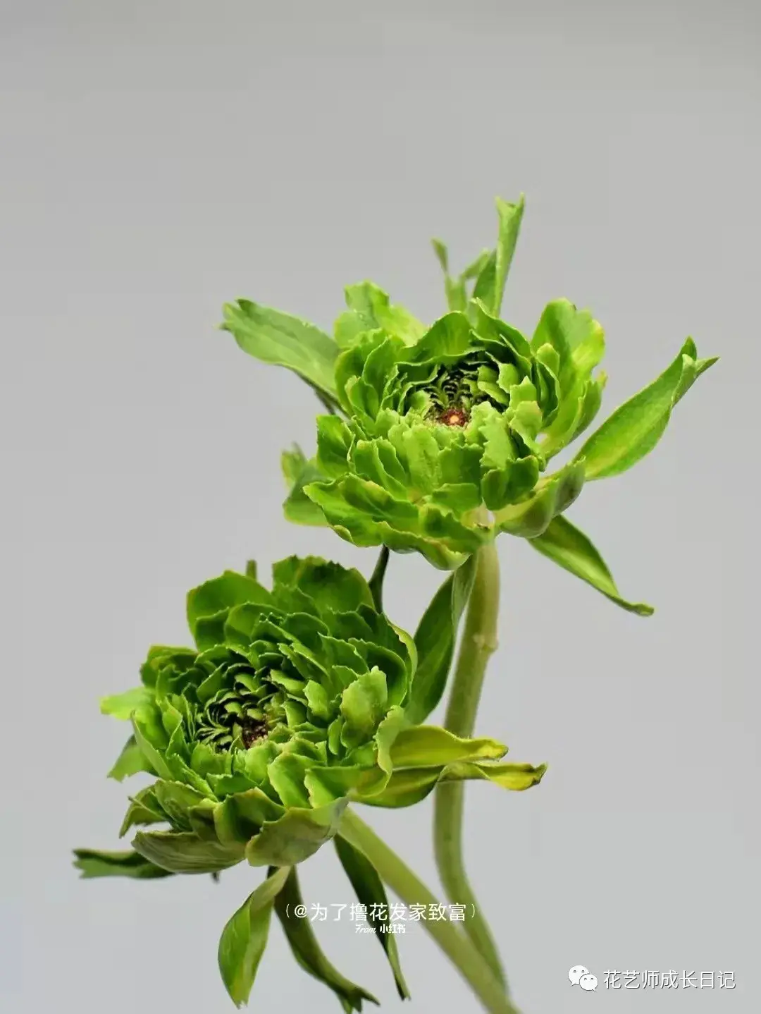 每日一花青蛙洋牡丹又丑又可爱vol26