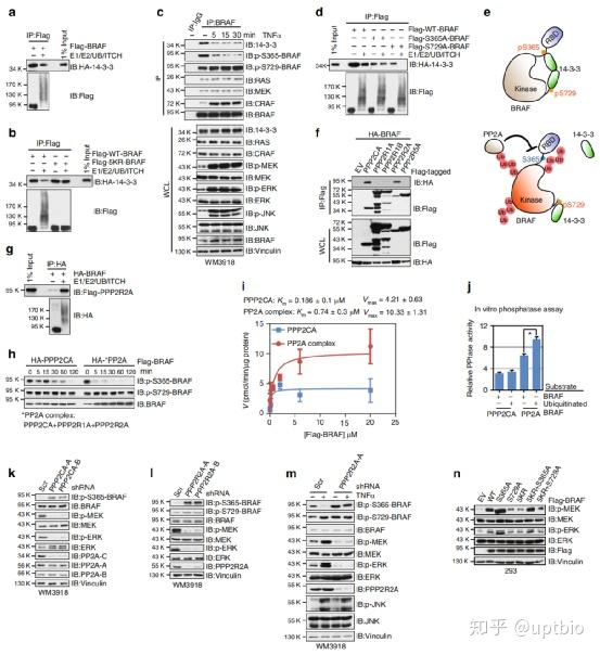 【精品解读】黑色素瘤细胞中ITCH/BRAF/MEK/ERK通路，超多WB实验！ - 知乎