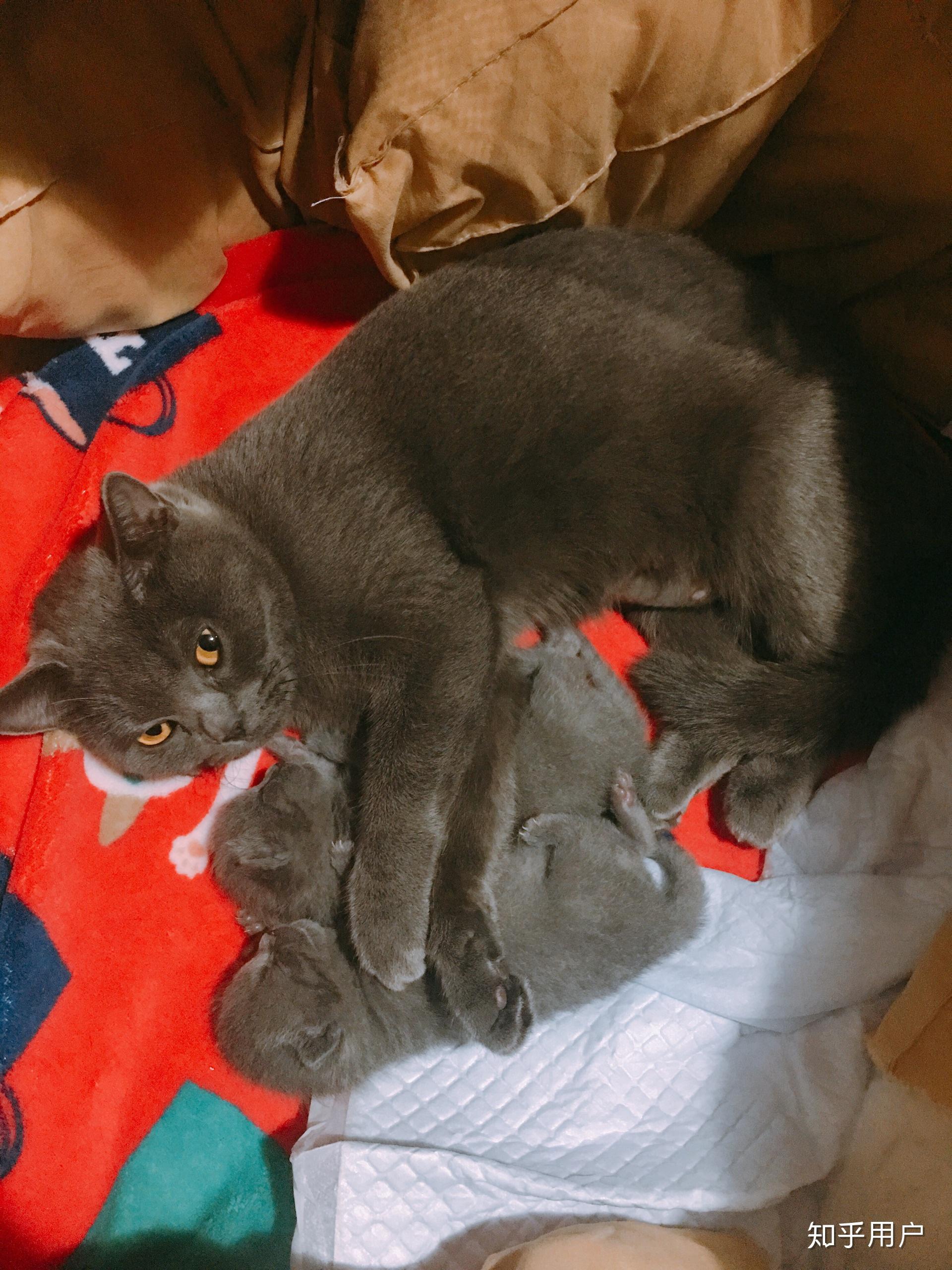 小猫爬到主人怀里 v2-e0f399cb17fde21870b43bae431328d6_r.jpg