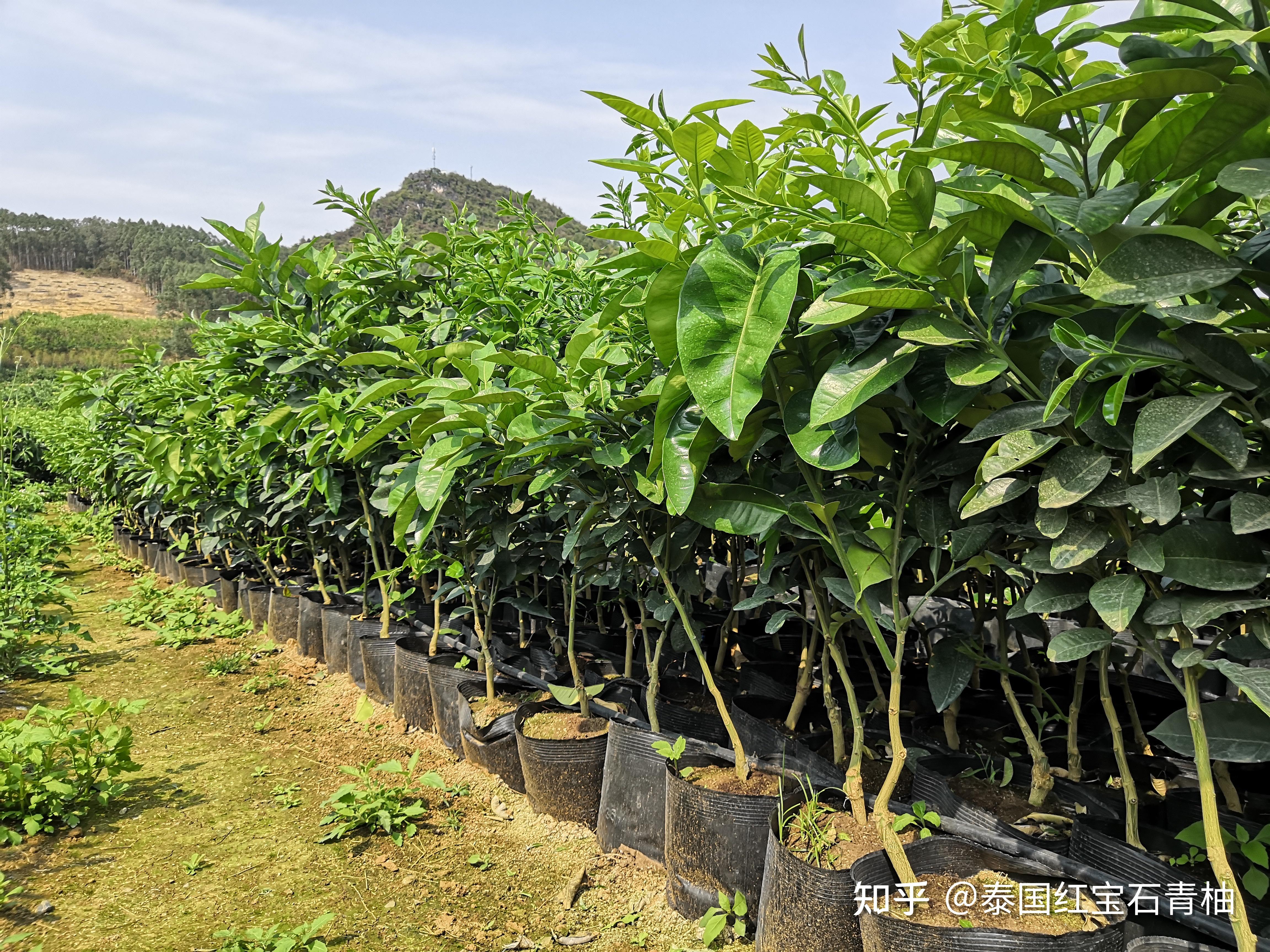 高明农业集团高品质泰国红宝石青柚苗有哪些优势