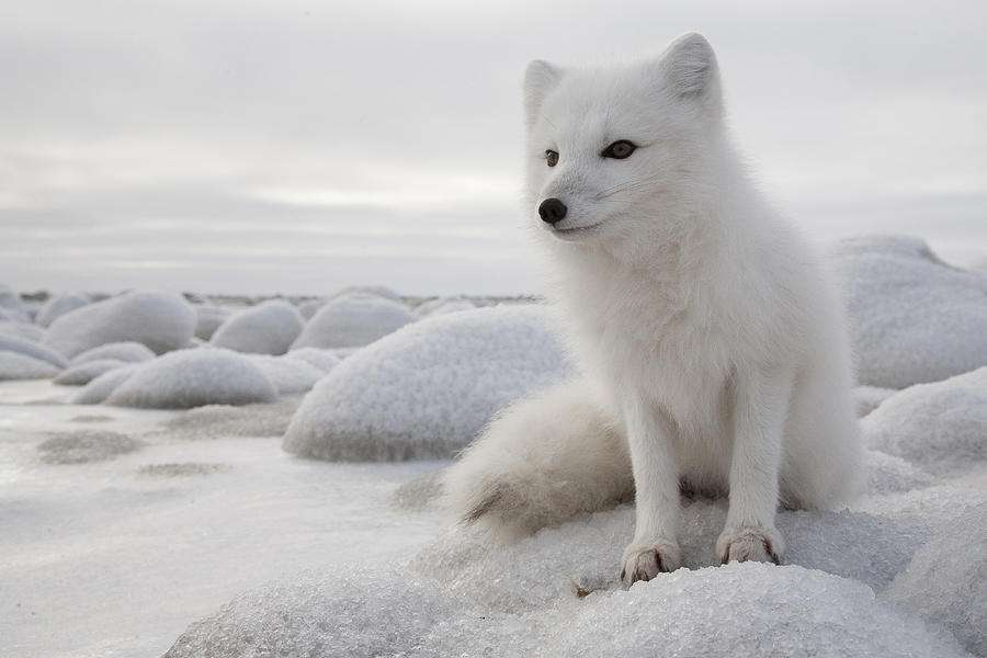 北极狐如何度过食物匮乏的冬天