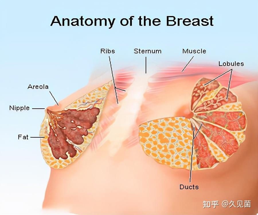 不仅和女性一样有乳房,还能分泌乳汁哺乳!