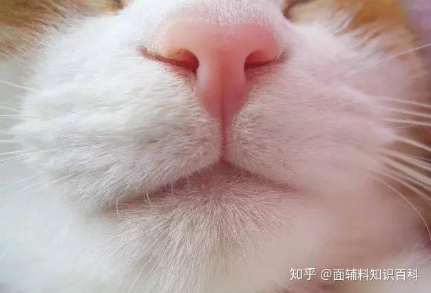 鼻纹照猫图片