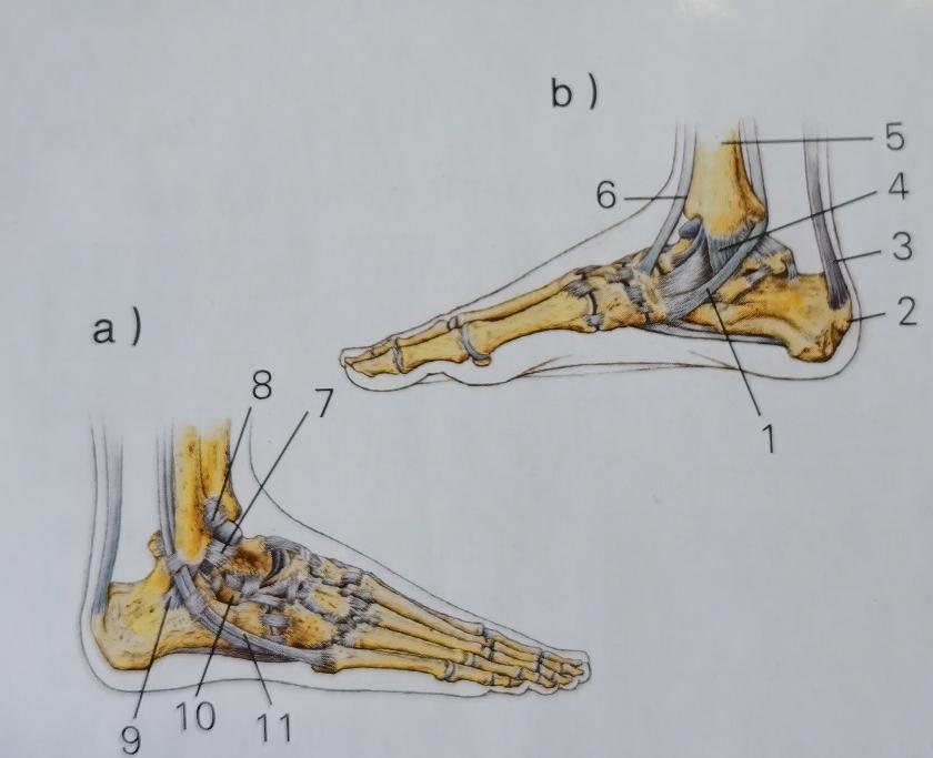 踝關節的軟組織由外側韌帶,三角韌帶和踝關節上方韌帶3組韌帶維持