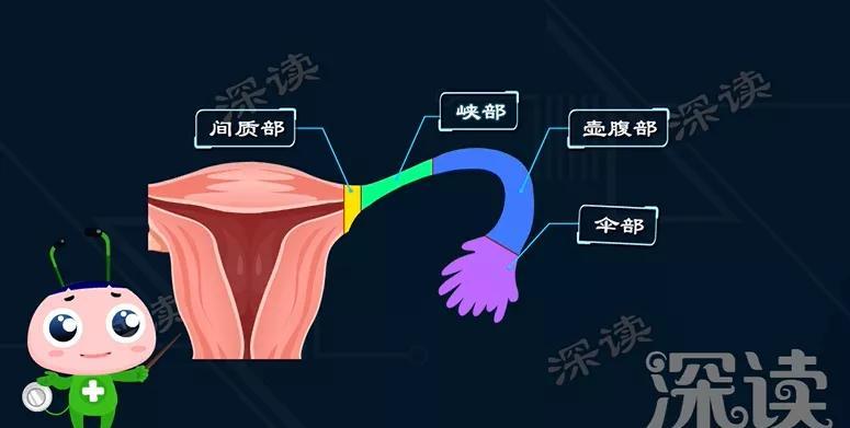 输卵管位于子宫两侧,是连接子宫与卵巢的通道,分为四个部分:间质部