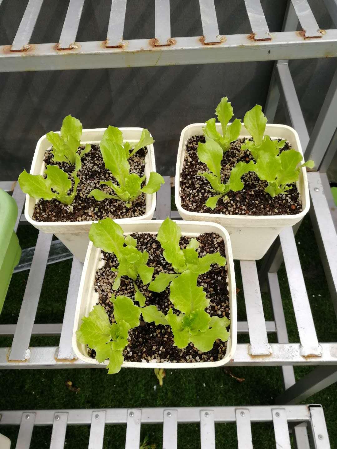结语:在阳台上种植蔬菜不是特别稀奇的事,在阳台上无土栽培蔬菜就是