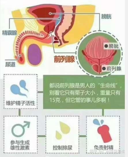 前列腺炎吃什么好,有哪些禁忌?番禺男科科普