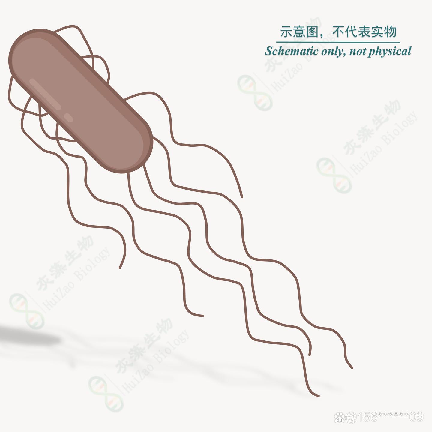 微生物细菌——类球红细菌 - 知乎