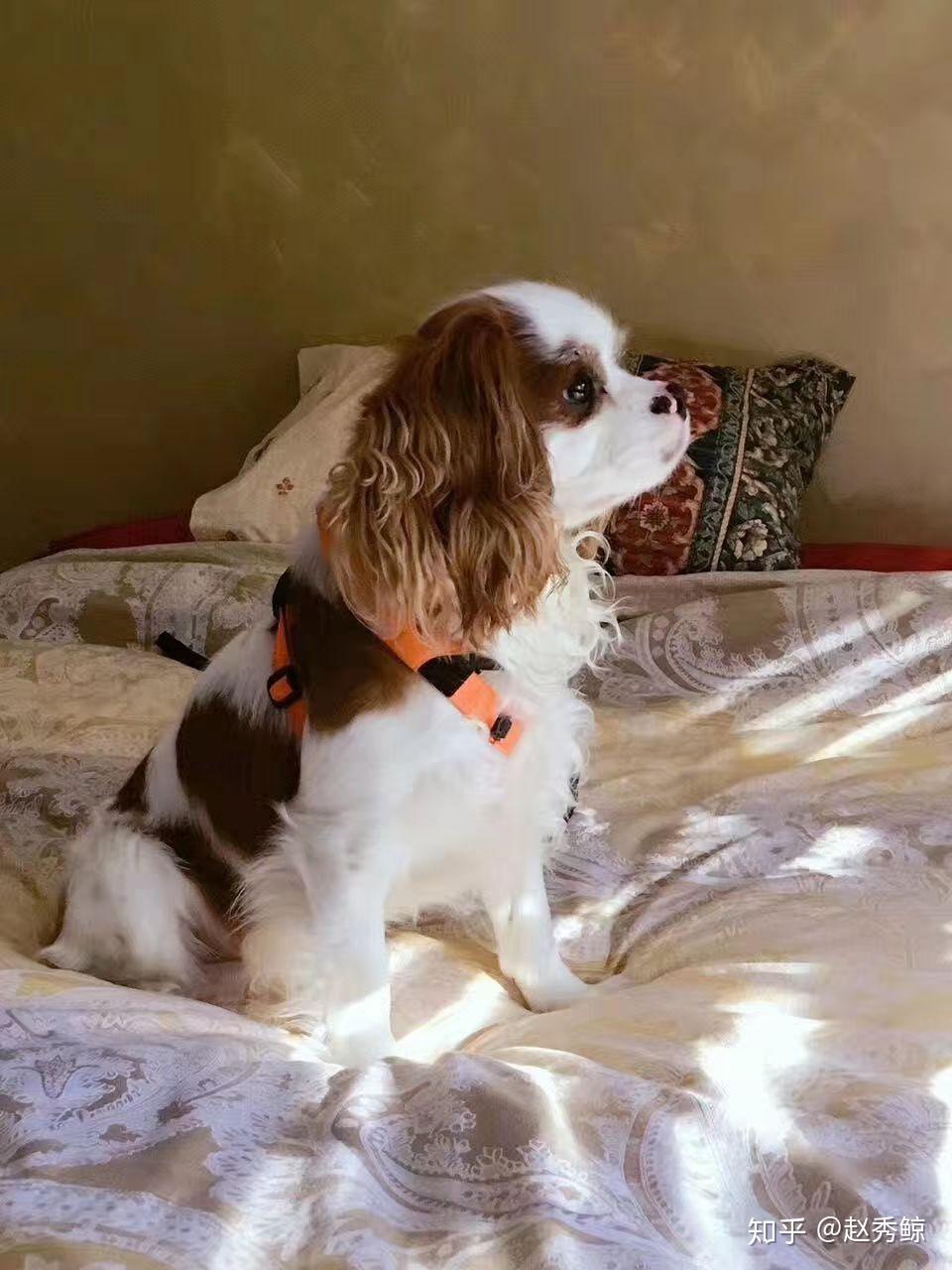 养骑士查理王小猎犬是什么体验?