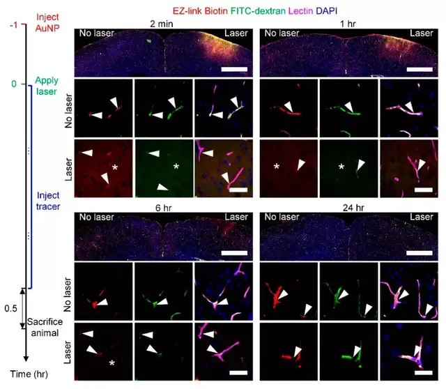 membrane),周細胞(pericyte)和星形膠質細胞的足突(astrocyte end