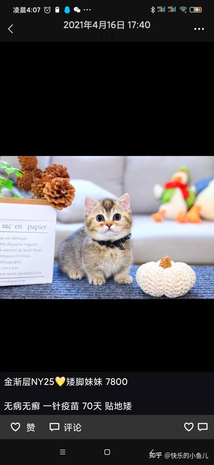 我是不是被猫贩子骗了为啥这么黑的金渐层