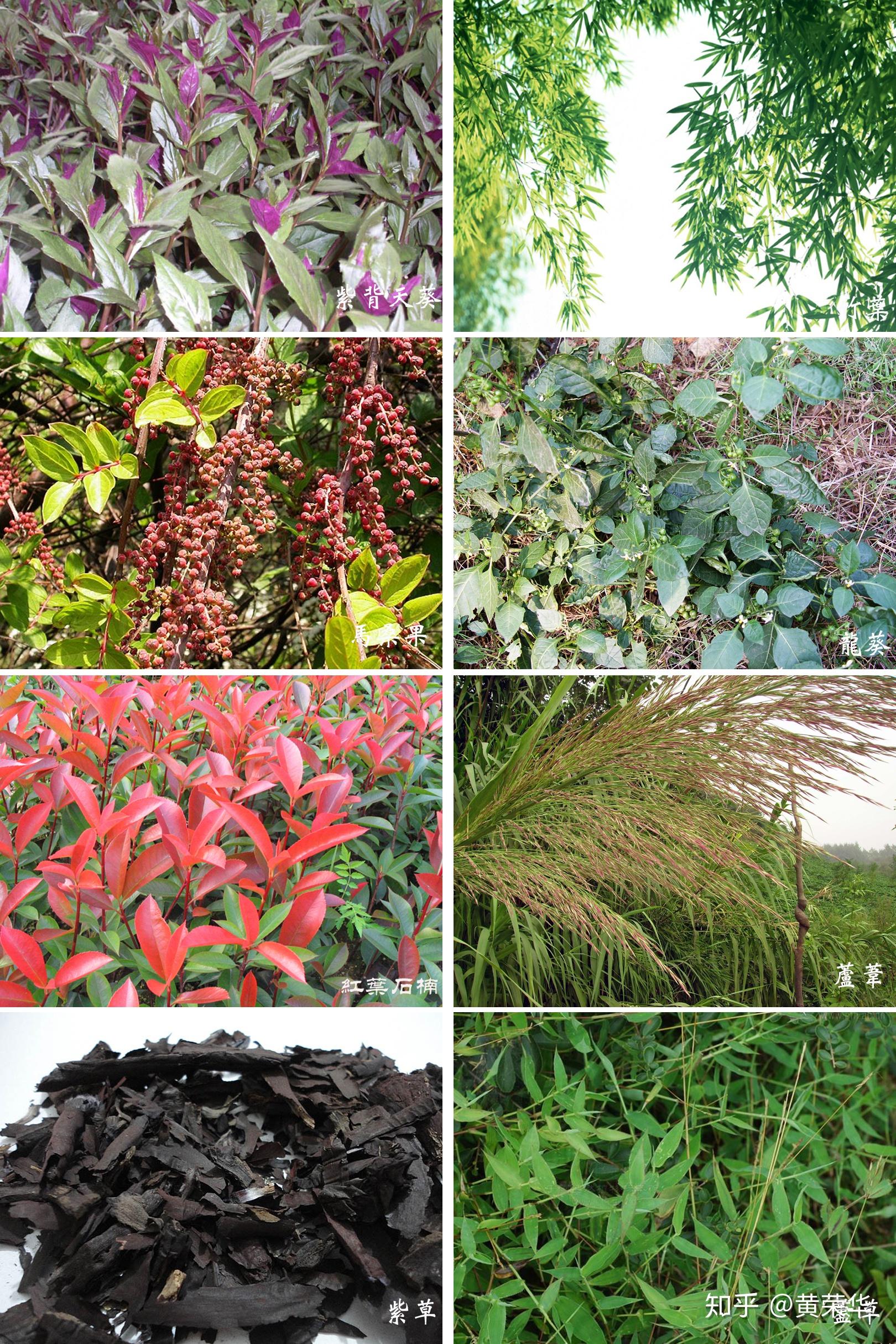 靛蓝二酮类:姜黄素多酚类:石榴根黑,槟榔子黑,棕儿茶树皮黑,栗树皮黑