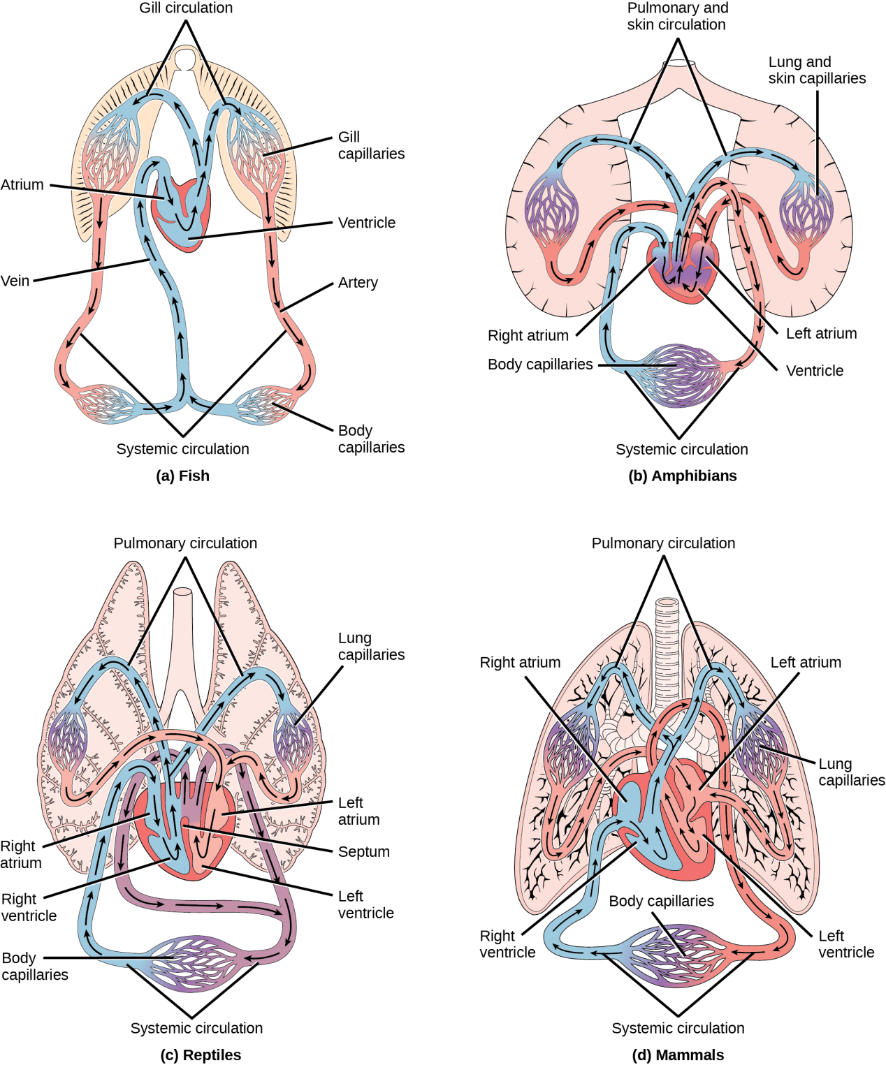 图说循环系统circulatorysystem脊椎动物