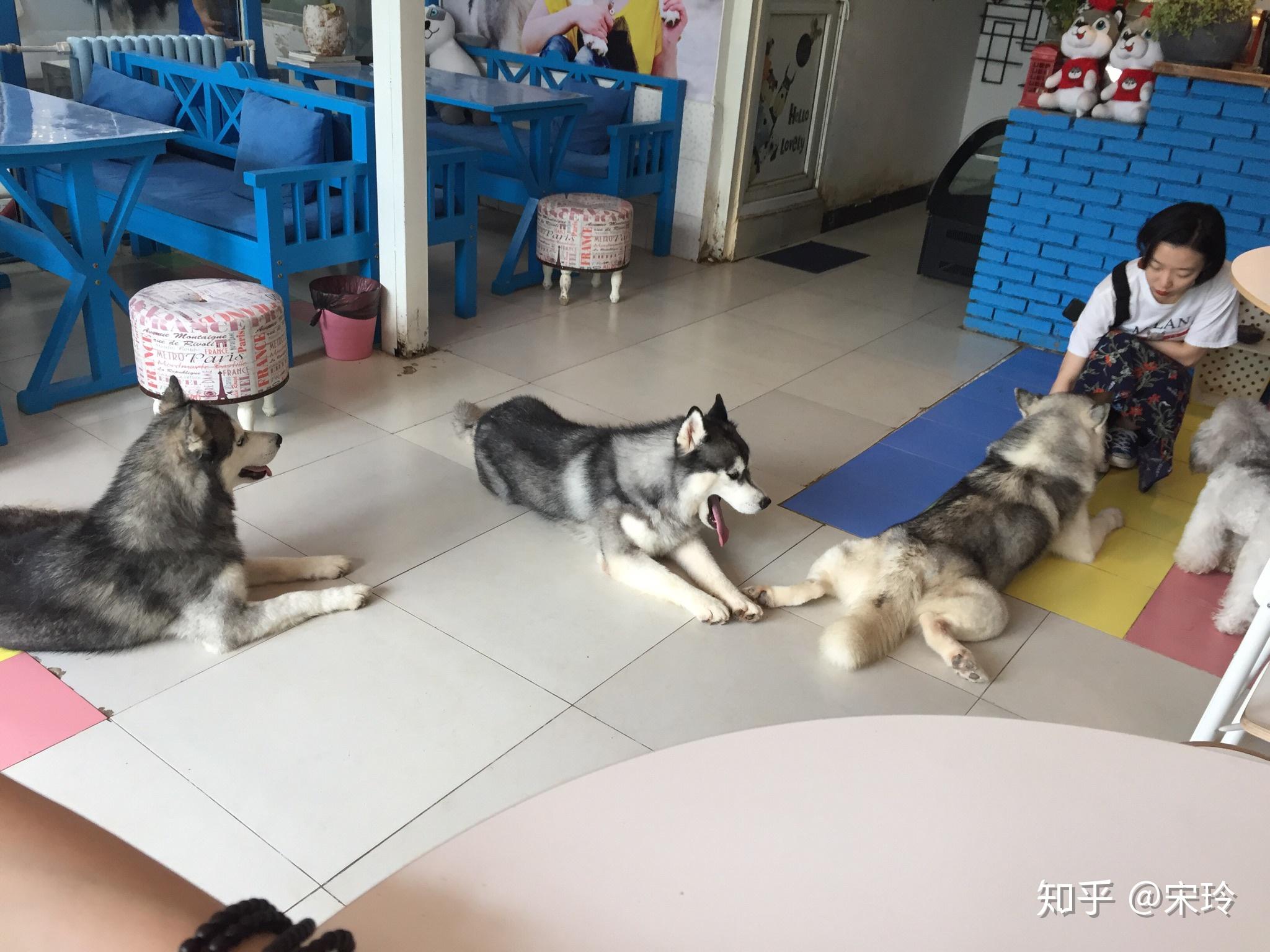 为什么到处是猫咖,却没听说过有狗咖? - 知乎